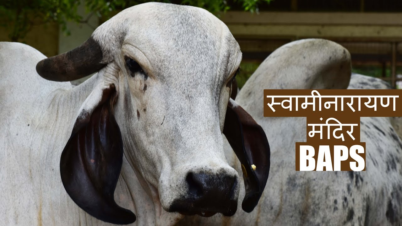 Gado leiteiro de leite máximo | Best collection of Lildi type of Gir cow from Gujarat