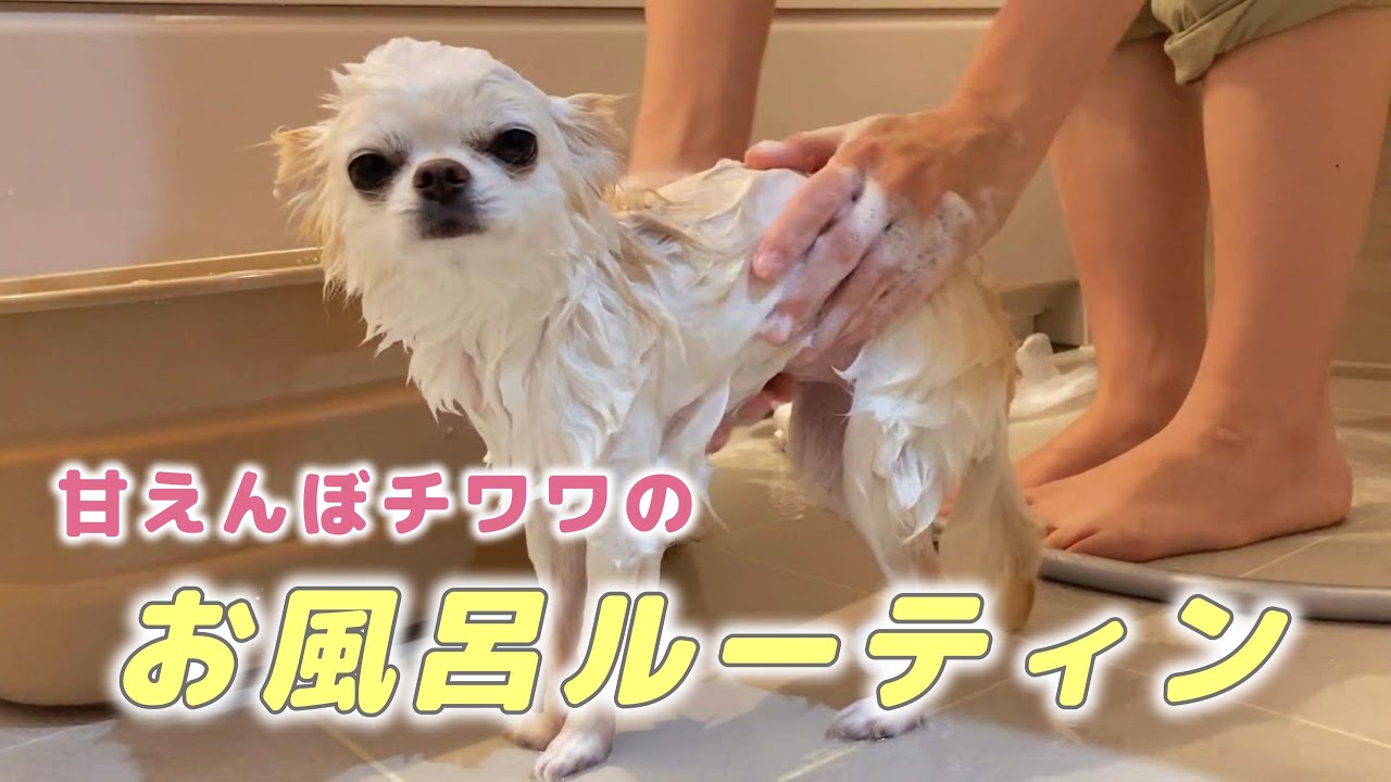 お風呂大好きな甘えんぼチワワの入浴シーンが見てるだけで最高の癒しだった