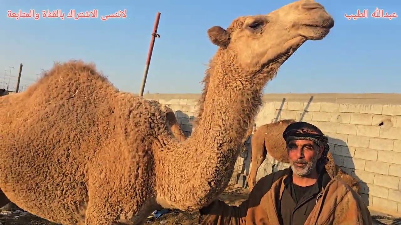 سوق مواشي السماوه جنوب العراق الابل والغنم والبقر 2025/1/9