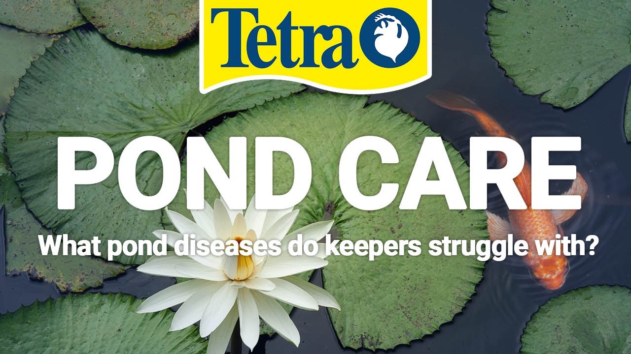 What Pond Diseases do keepers struggle with?