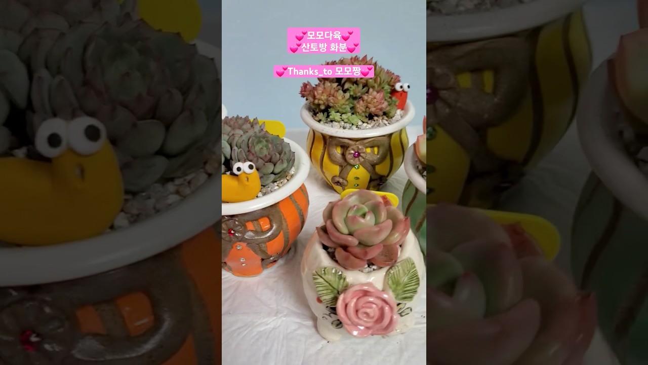 #succulent #plants #다육 #다육이 #모모다육 #산토방
