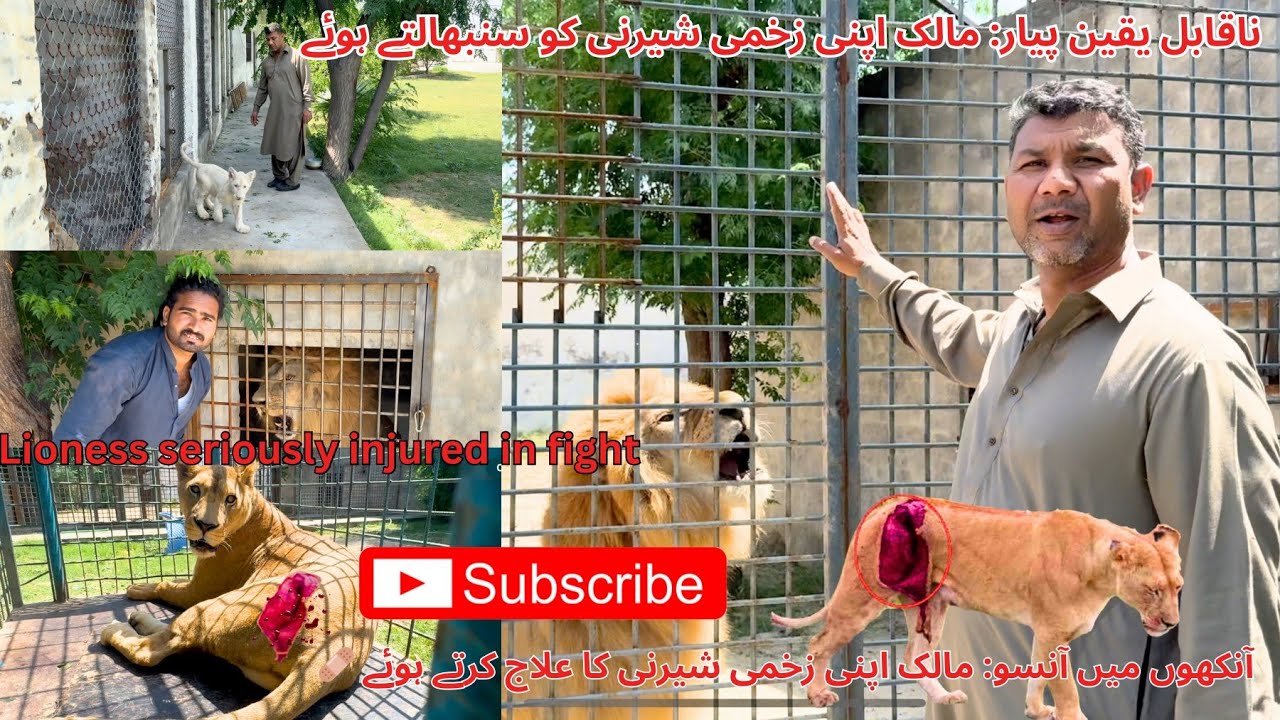 🦁💔 Unbelievable Love! Owner Treats Injured Lioness Like Family – You Won't Believe Your Eyes!