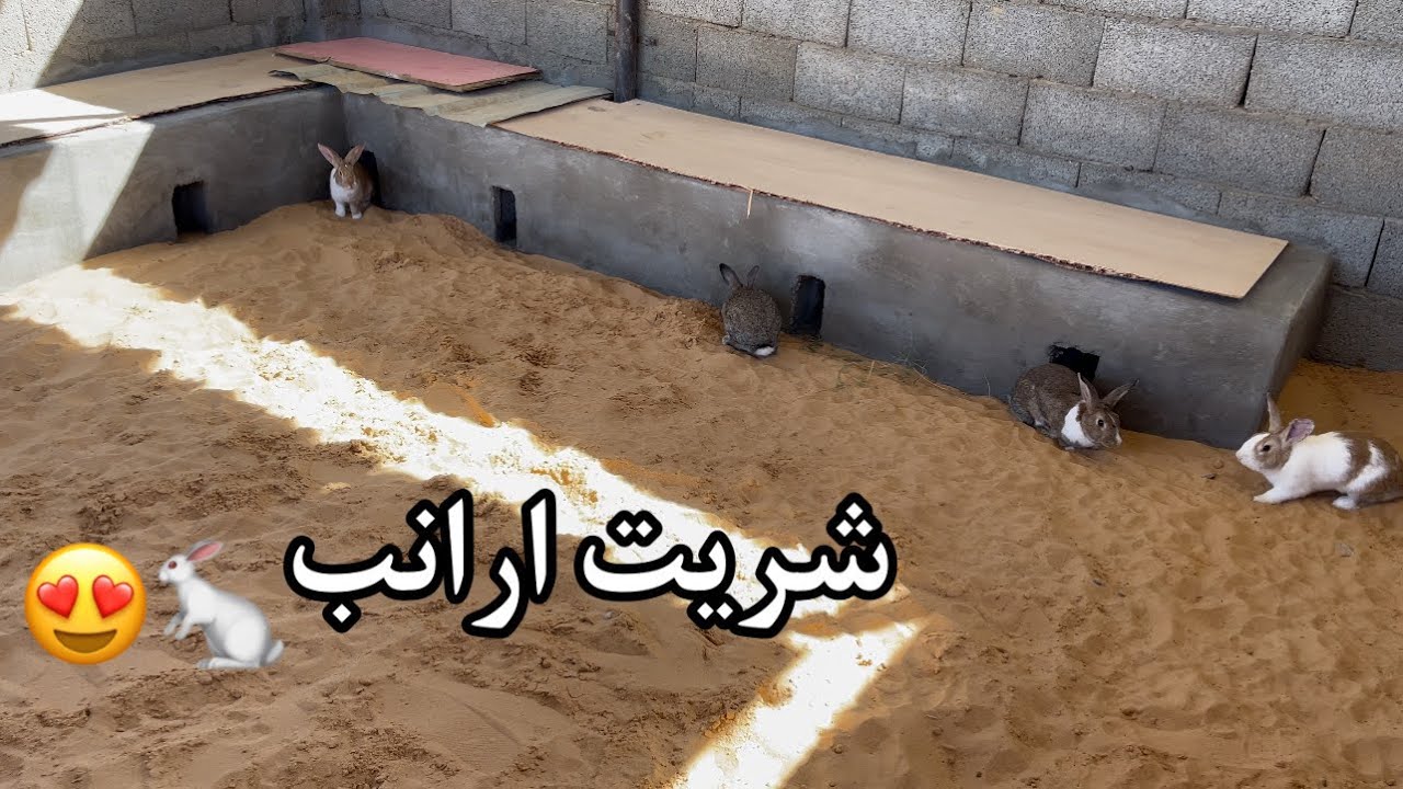 خلصت العشه وشريت أرانب جديده🐇🎉