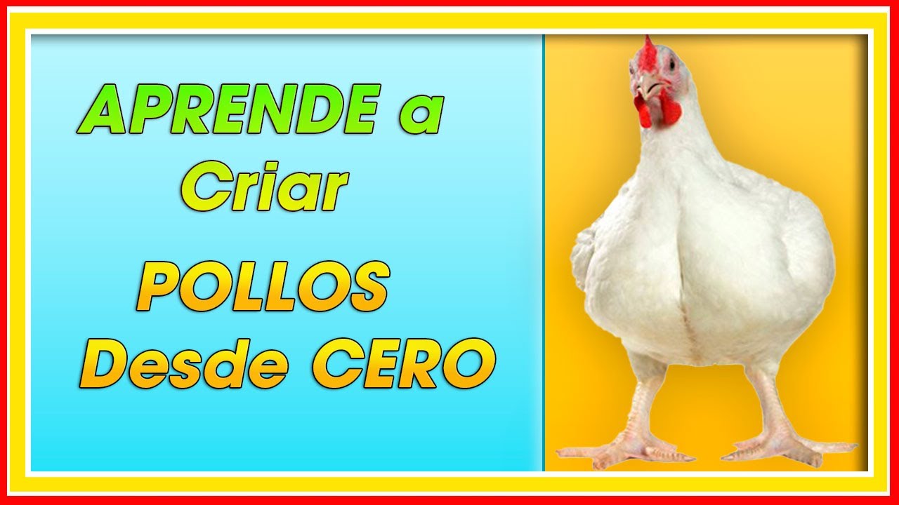 Como Criar POLLOS desde CERO ǀ Ing. Jannin Hernández Blandón