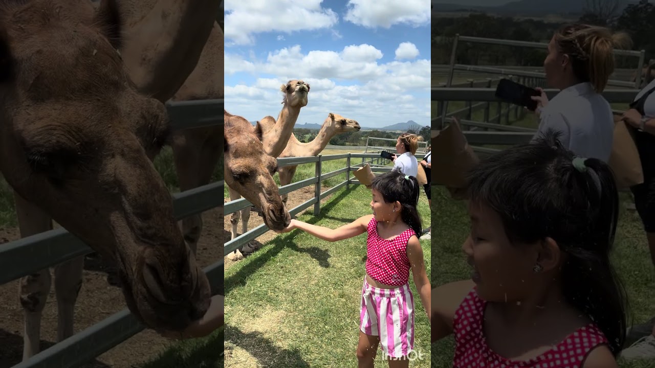 Camel feeding - 