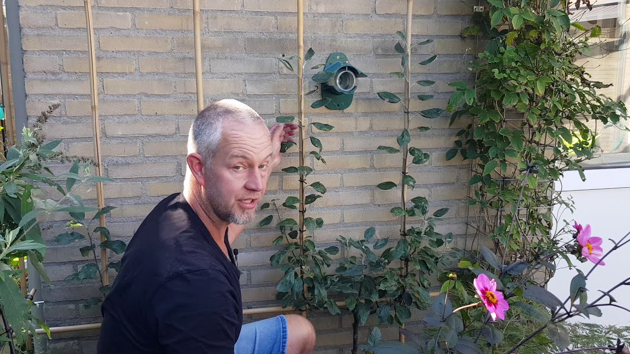Van geveltuin naar fruitmuur # 3 De U vorm, aanplant en snoei