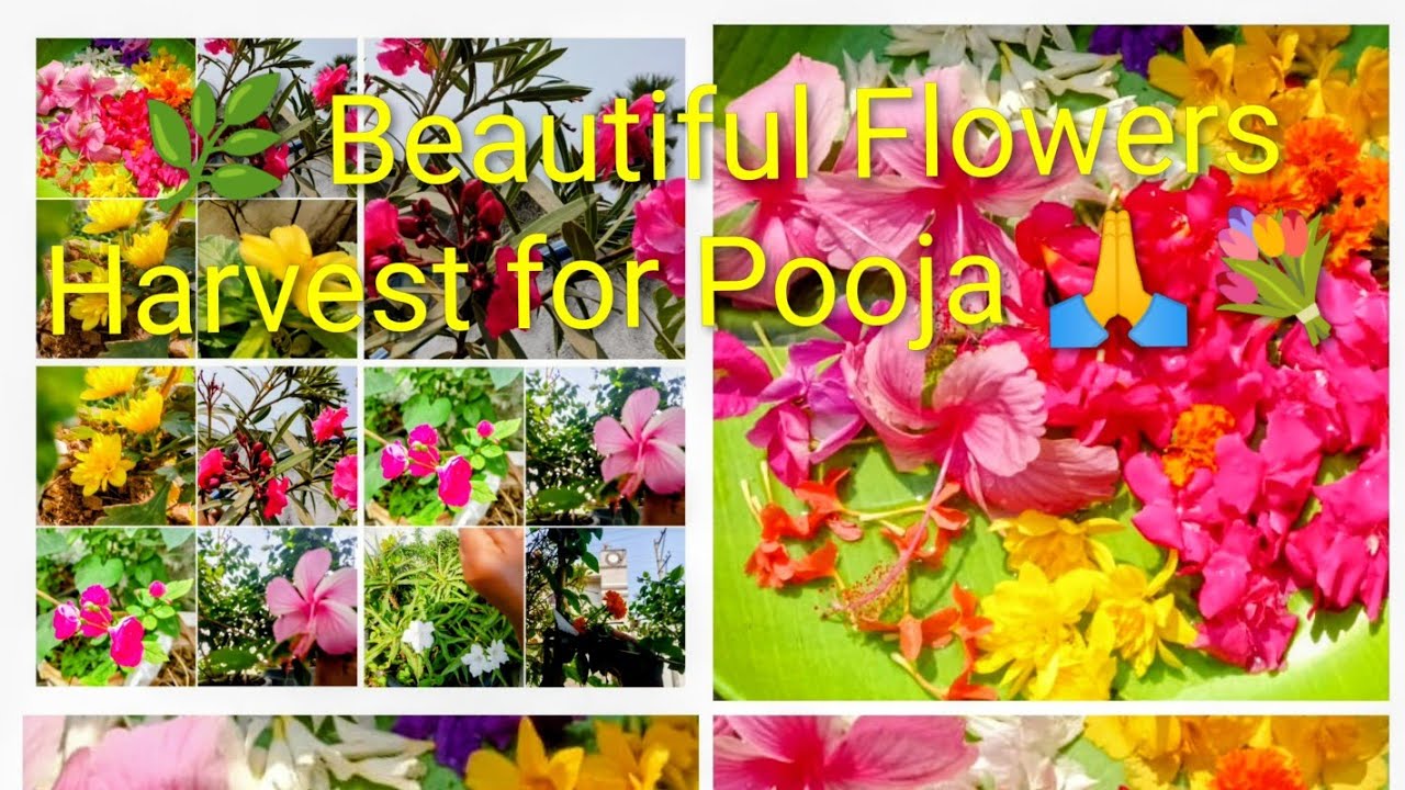 🌿Beautiful Flowers harvest for Pooja 🙏💐 ll 🌿 आज गार्डन से पूजा के लिए सुंदर सुंदर फूल तोड़े 