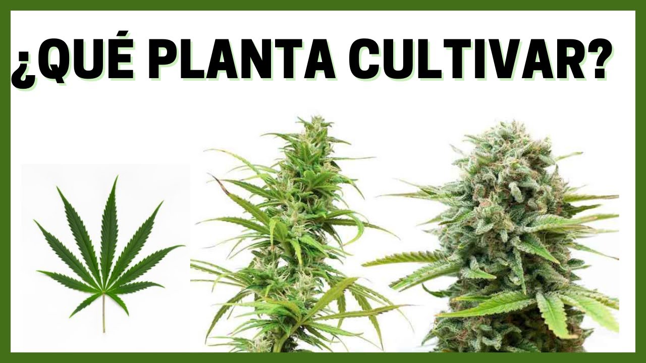 ¿Cuáles son los tipos de semillas de marihuana?