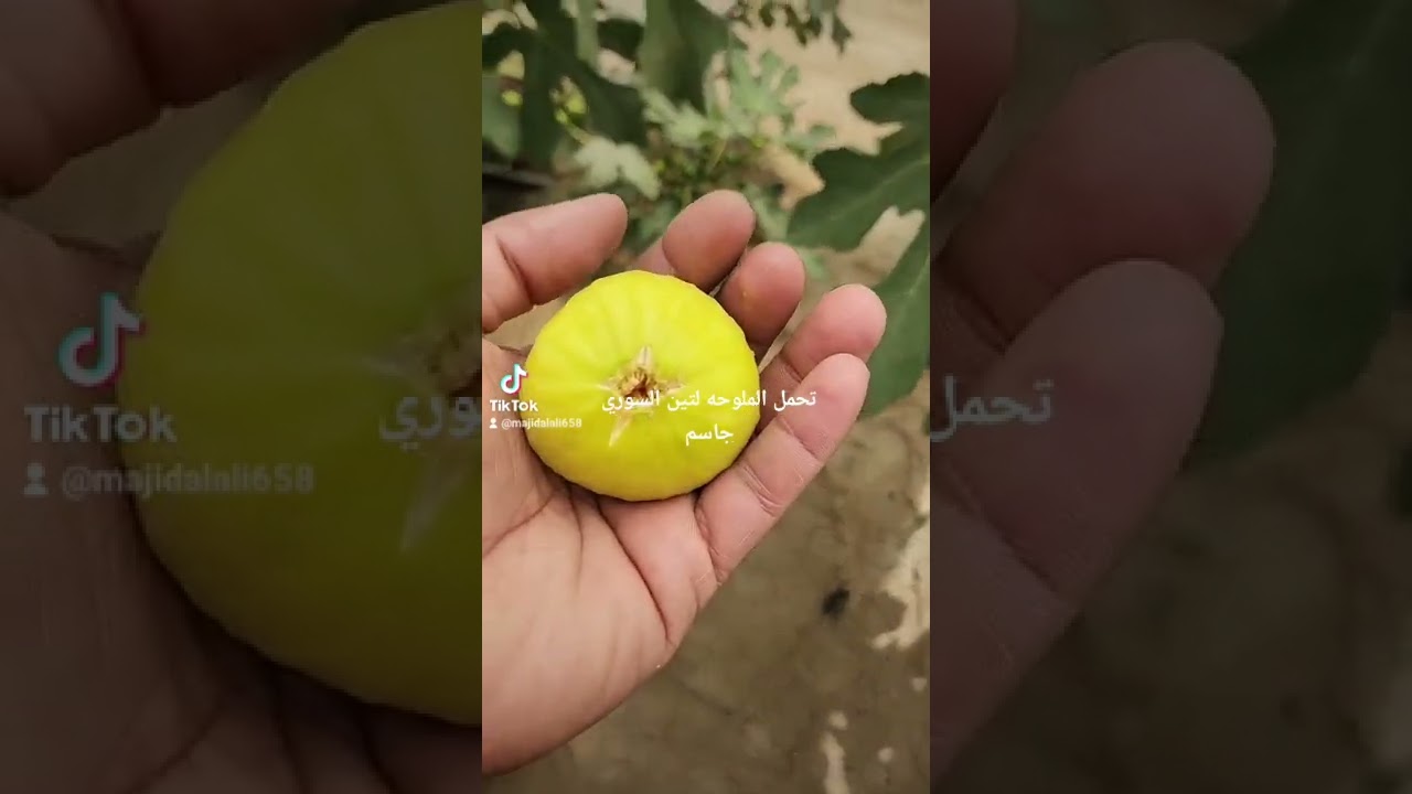 تين جاسم  وتحمله للملوحه