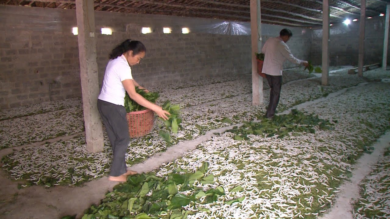 Tam nông thời hội nhập: Sự hồi sinh của nghề trồng dâu nuôi tằm