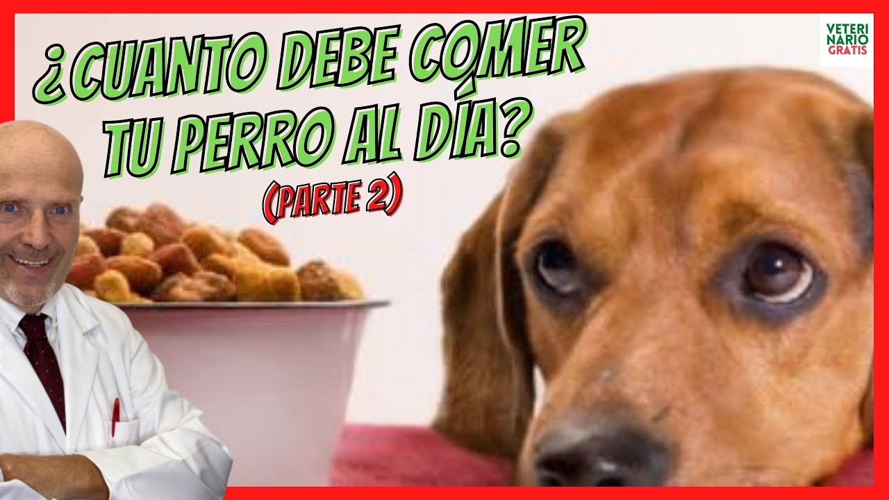 ¿CUANTO DEBE COMER UN PERRO AL DÍA? ❣️YA SEA UN ADULTO O CACHORRO