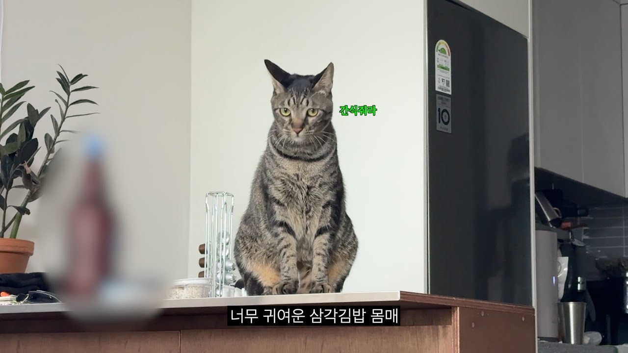 삼각김밥 몸매 고양이 보쉴?