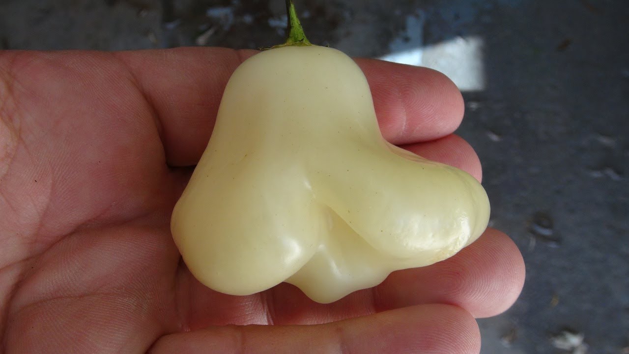 ⟹ Sugar Rush Cream Pepper | Capsicum baccatum | Pod Review 2020