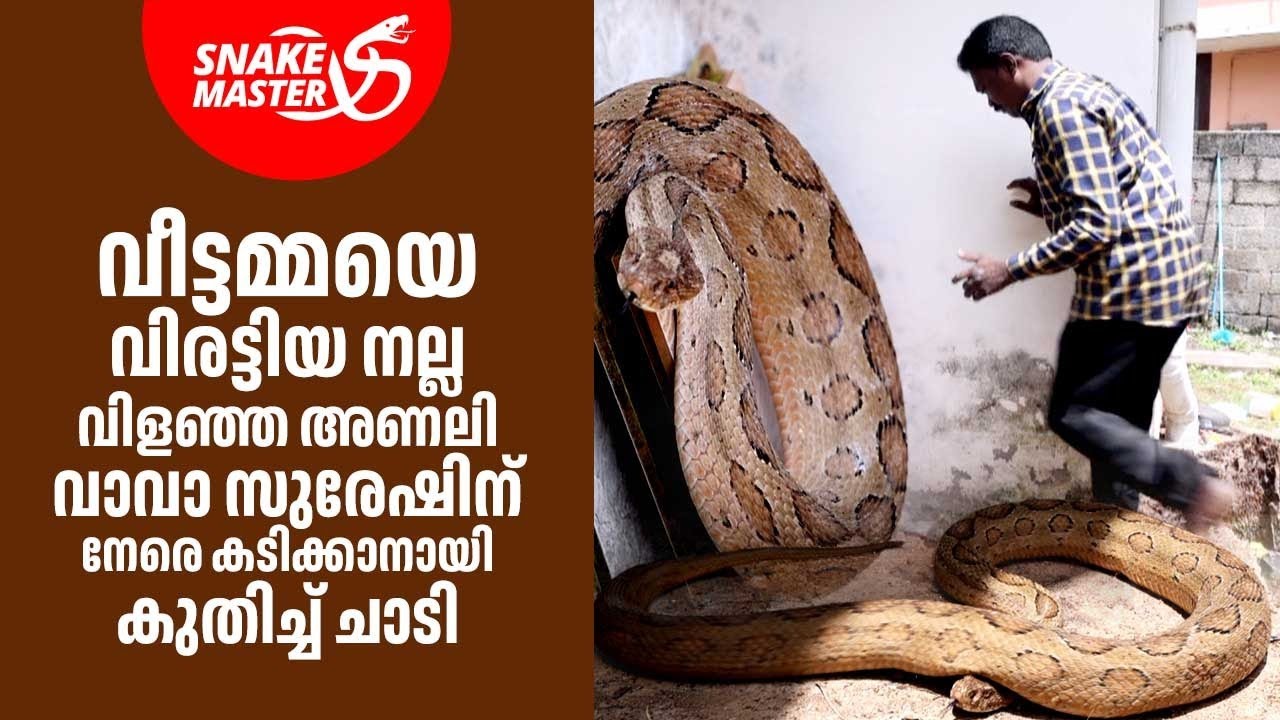 നല്ല വിളഞ്ഞ അണലി കടിക്കാനായി വാവാ സുരേഷിന് നേരെ കുതിച്ച് ചാടി | Vava Suresh | Snakemaster 1122