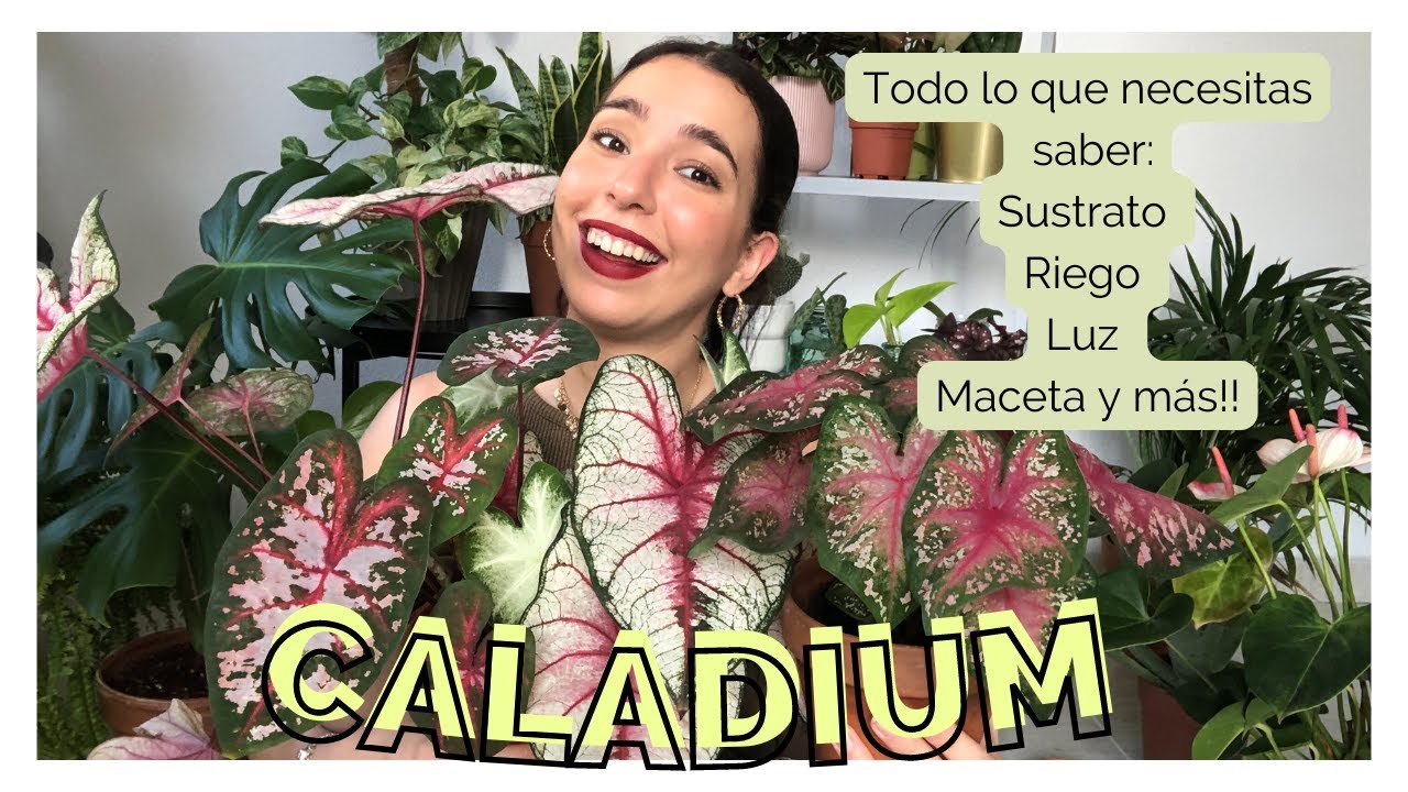 🪴Cómo cuidar CALADIUM o CALADIOS? Guía de cuidados: sustrato, riego, luz + tasplante