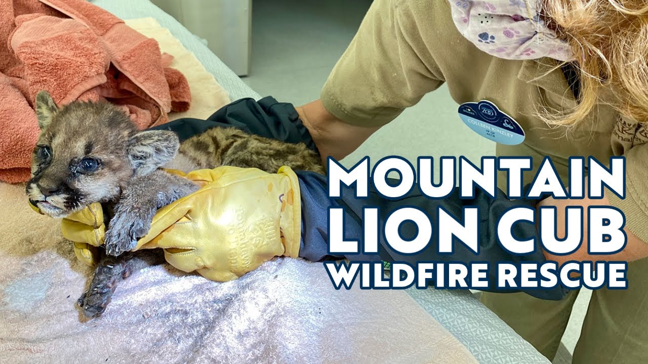Mountain Lion Cub Wildfire Rescue