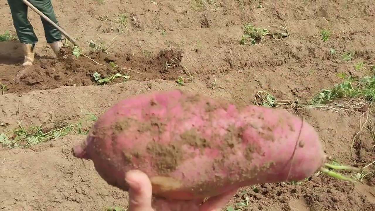 Vídeo da zona rural de São Benedito Ceará Brasil