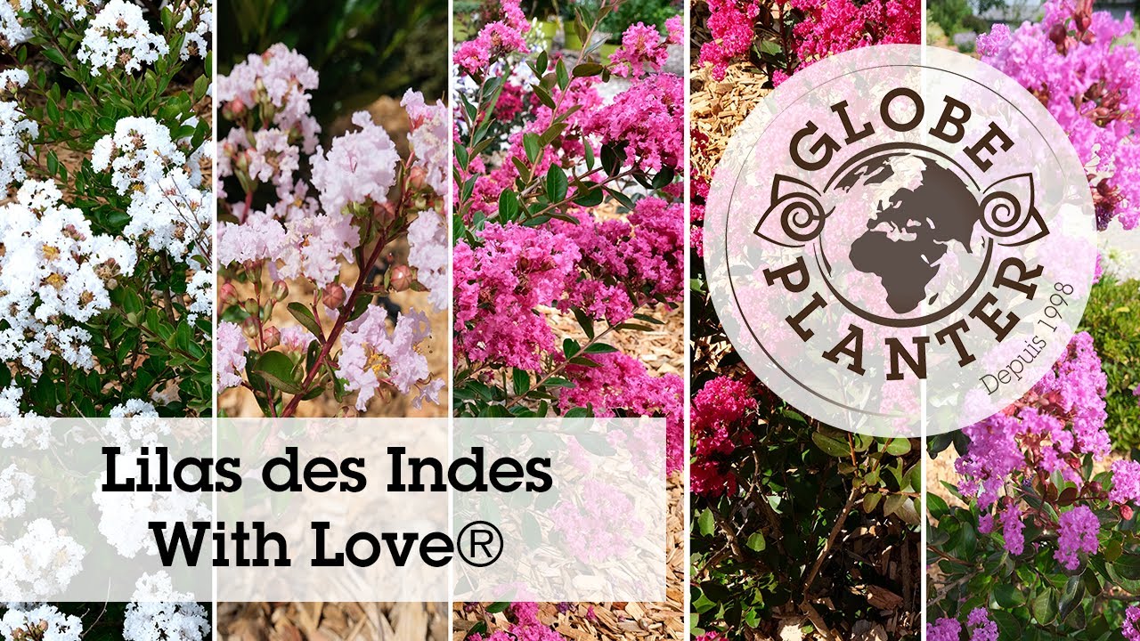 WITH LOVE® : La série de Lilas des Indes résistants et hâtifs