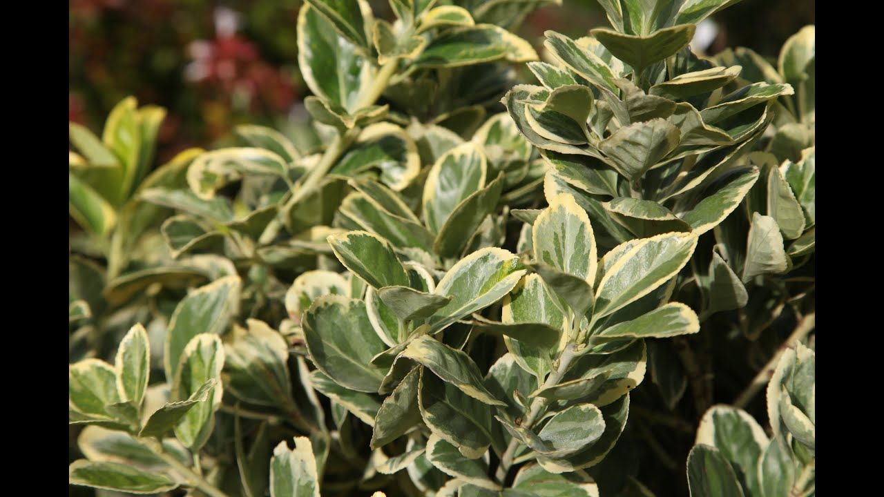 Fusain euonymus president gauthier - planteztop.fr