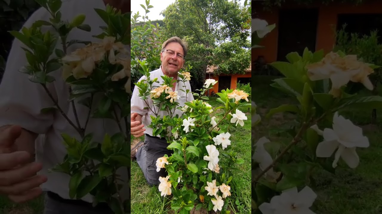 Como hacer que FLOREZCA mi GARDENIA 🌺😍