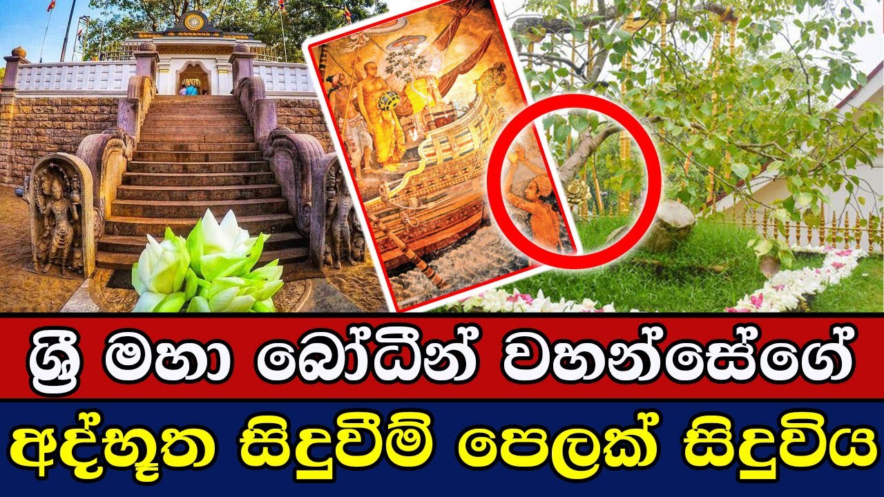 ශ්‍රී මහා බෝධීන් වහන්සේගේ  අද්භූත හාස්කම් සිදුවීම් පෙලක් | An incident at Sri Maha Bodhi