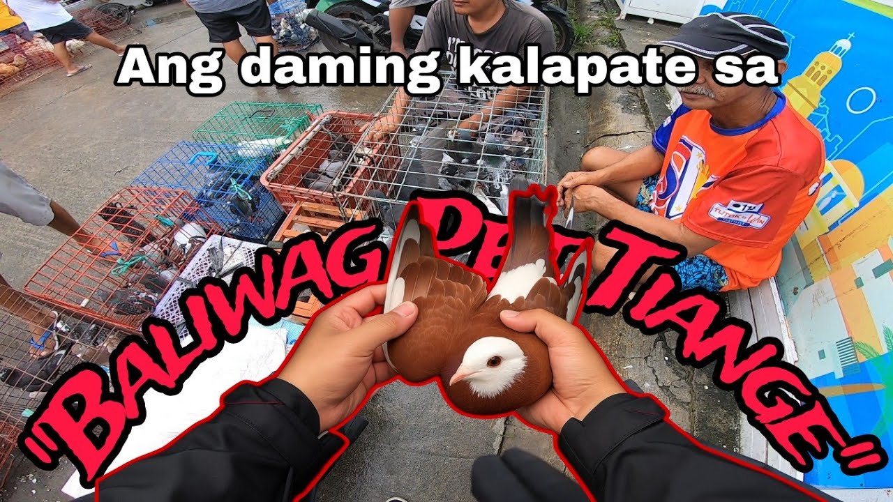 Nakita kona ang kalapating Agila sa Baliwag Pet Tiange.