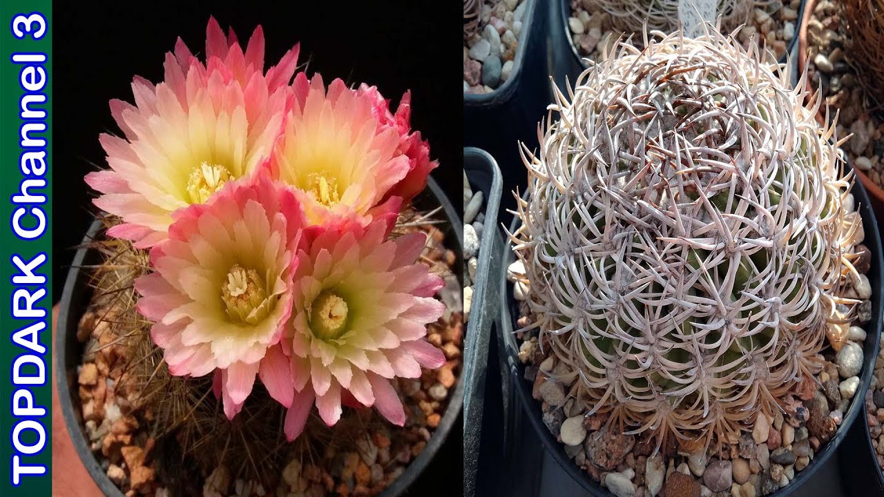Lindas Variedades de Eriosyce