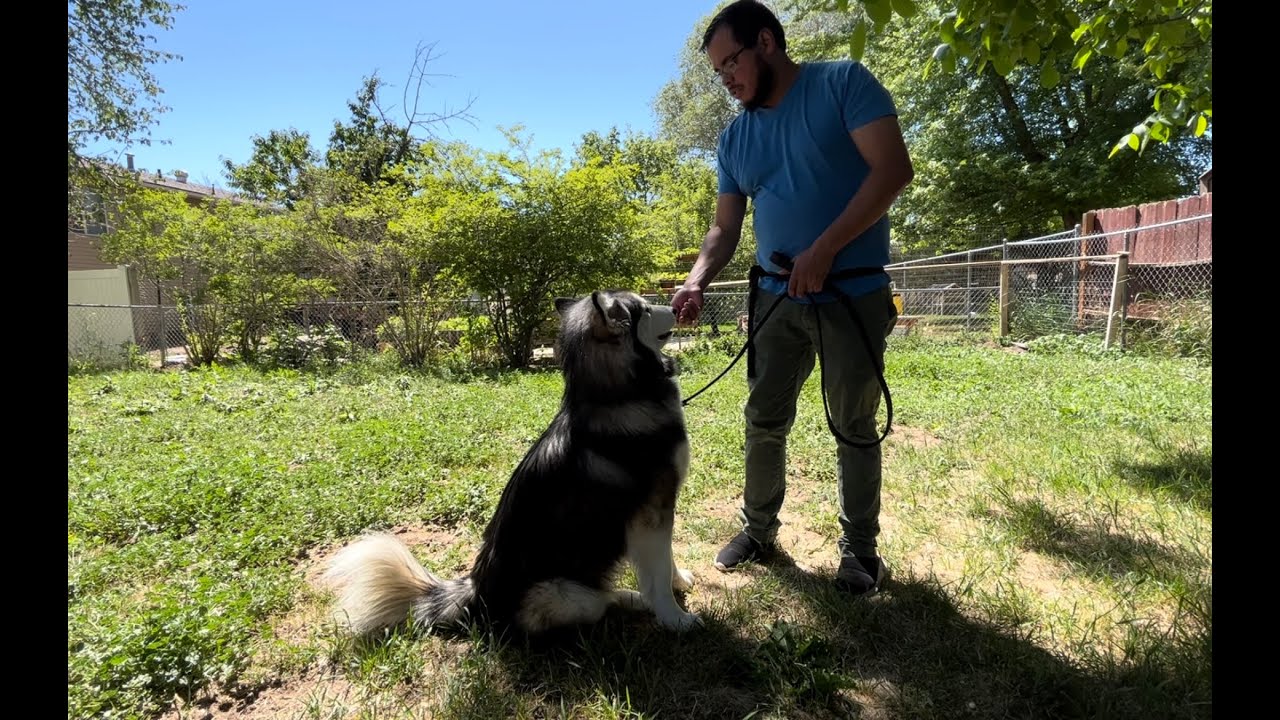 Using authority and body language to train your dog - Place and Stay commands