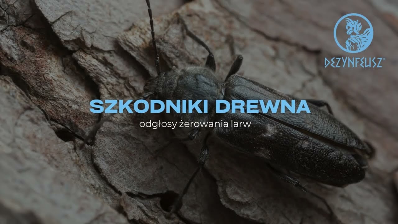 Chrupanie i skrobanie kornika w drewnie - spuszczel, kołatek - odgłosy żerujących robak&oacute;w