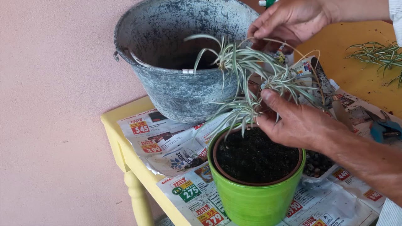 Come avere una nuova pianta da interno a costo zero (falangio)