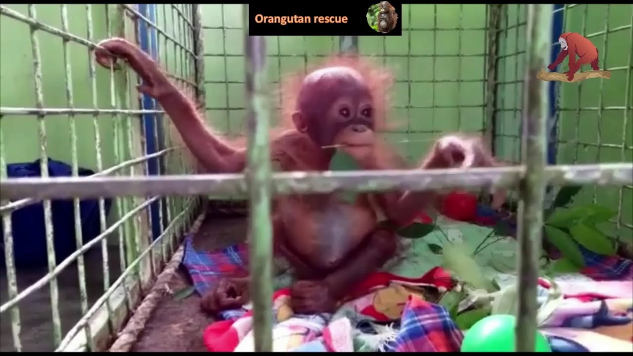 Baby orangutan rescues compilation 7. There's still time to save them (Bayi Orangutan)
