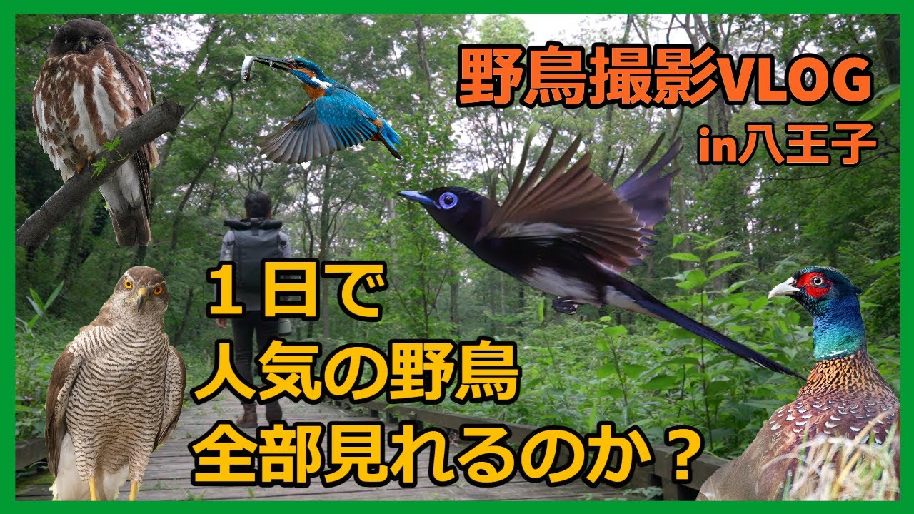 野鳥撮影Vlog 「１日で八王子オールスターに会いに行く」オオタカ、アオバズク、サンコウチョウ、カワセミ、キジ Birding in Japan,Northern Goshawk,kingfisher