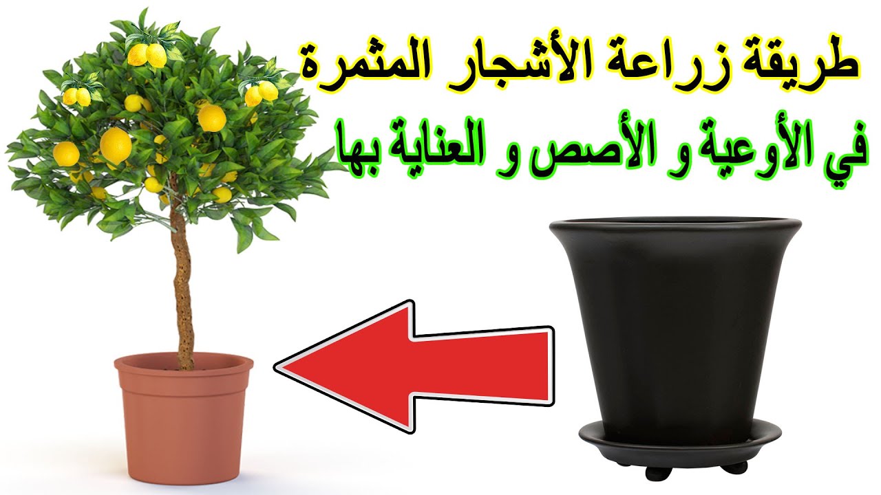 زراعة الاشجار المثمرة في اصيص و العناية بها للحصول على ثمار وفيرة