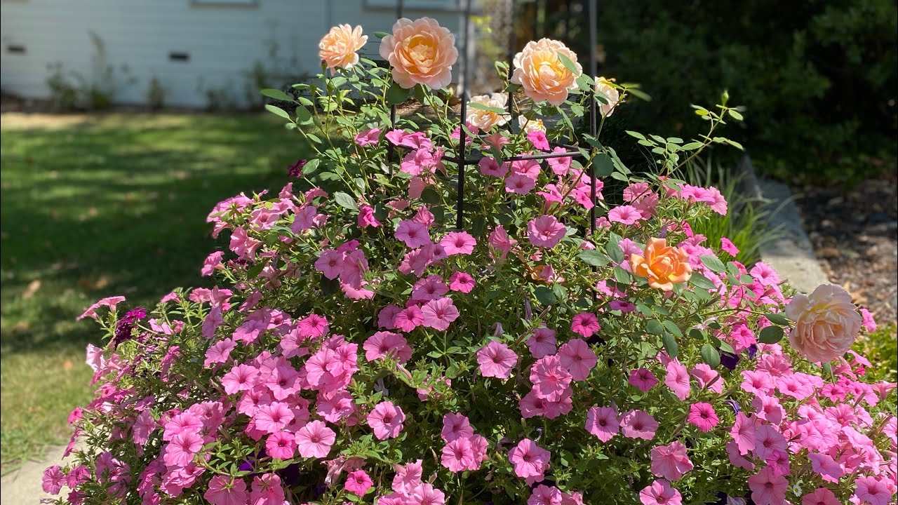 Sept Garden Tour in Zone 9// Winner and Loser Flowers from my 2021 Garden Season