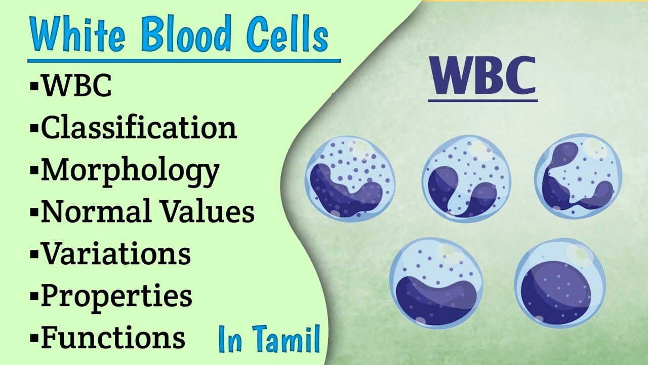 white blood cells explained in tamil || WBC || Blood || Physiology || MT Easy learning