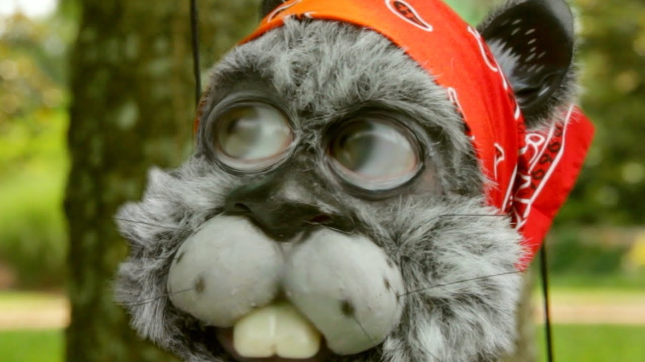 COCO D NUT - I'm Just a Squirrel, Trying to Get a Nut