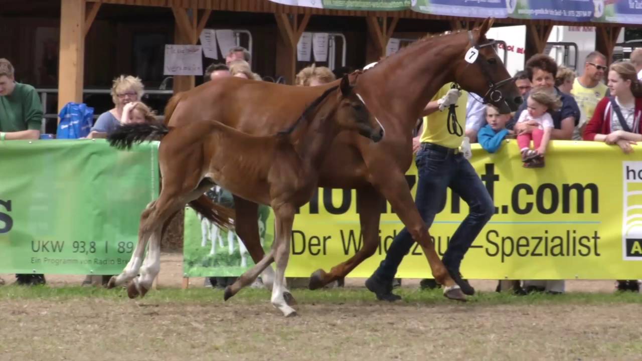 Hengstfohlen GentelmanxEscudo II