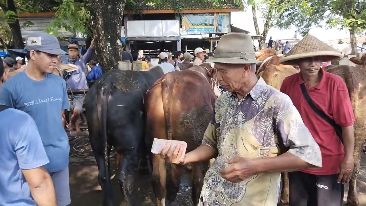Kualitas jelas !!! Hari ini laris manis dagangannya Pak Jasman