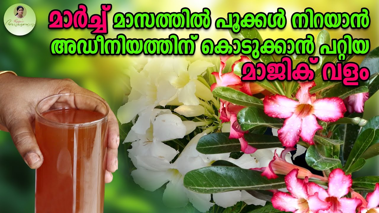 മാർച്ച് മാസത്തിൽ പൂക്കൾ നിറയാൻ അഡീനിയത്തിന് കൊടുക്കാൻ പറ്റിയ മാജിക് വളം | Adenium Care in March