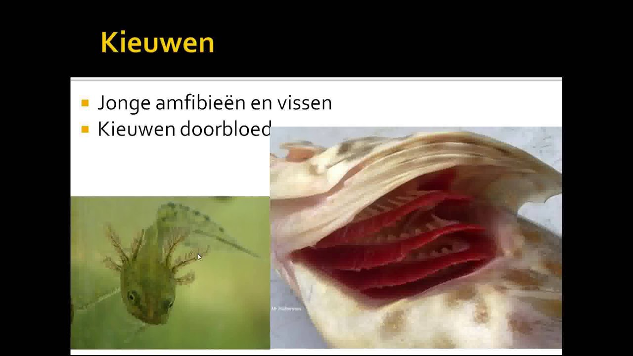 1 gaswisseling diffusie tracheeën kieuwen longen