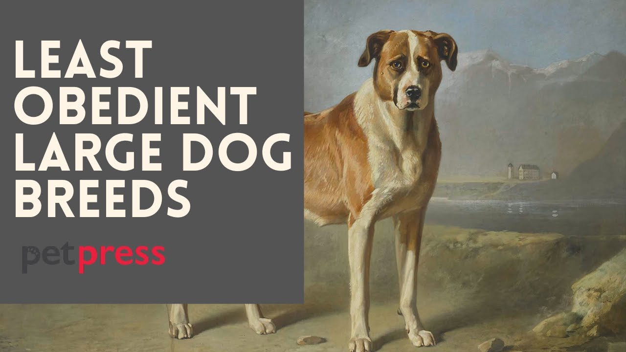 The 20 Least Obedient Large Dog Breeds That You Should Know