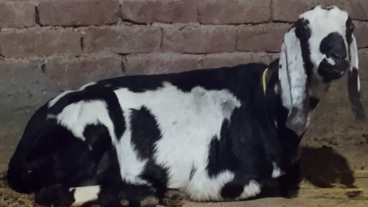 Night Work of My Small 🐐 Farming setup [Chaudhary Pets vlog]
