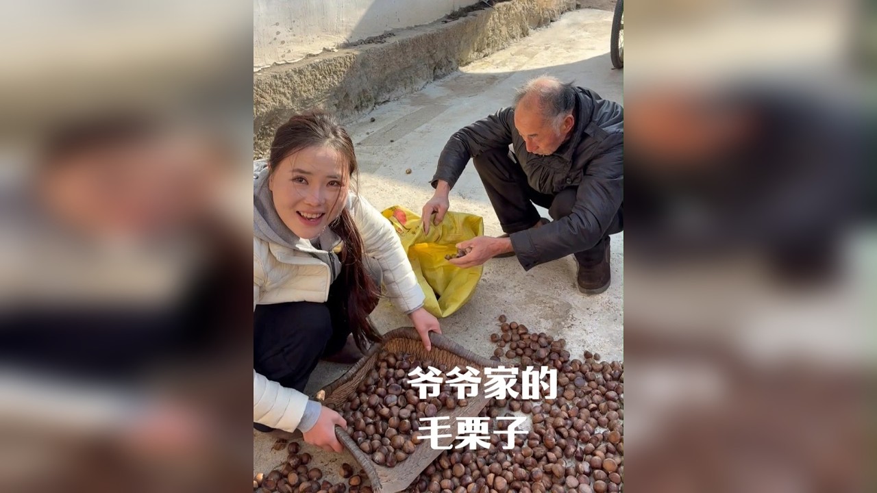 深山老人的野生栗子没人要，最后都喂了松鼠，我来给它全部收走。