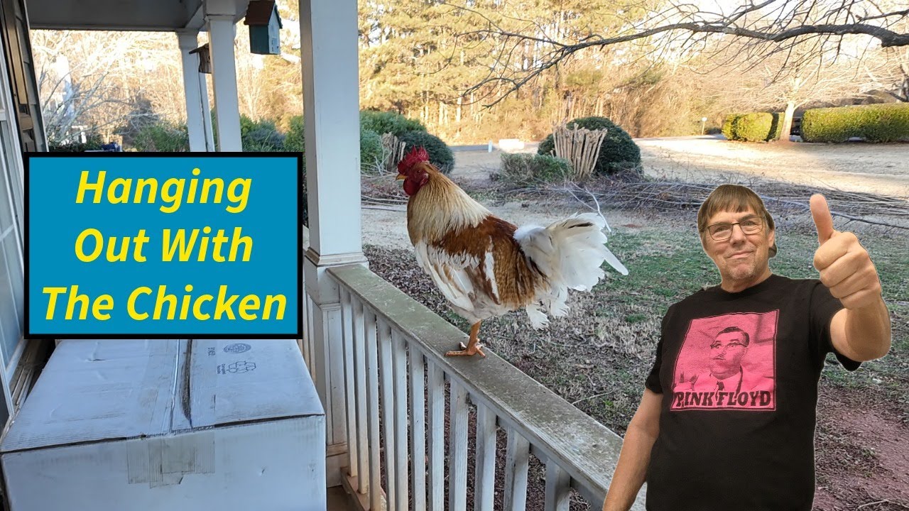 Fun With My Adopted Chicken!