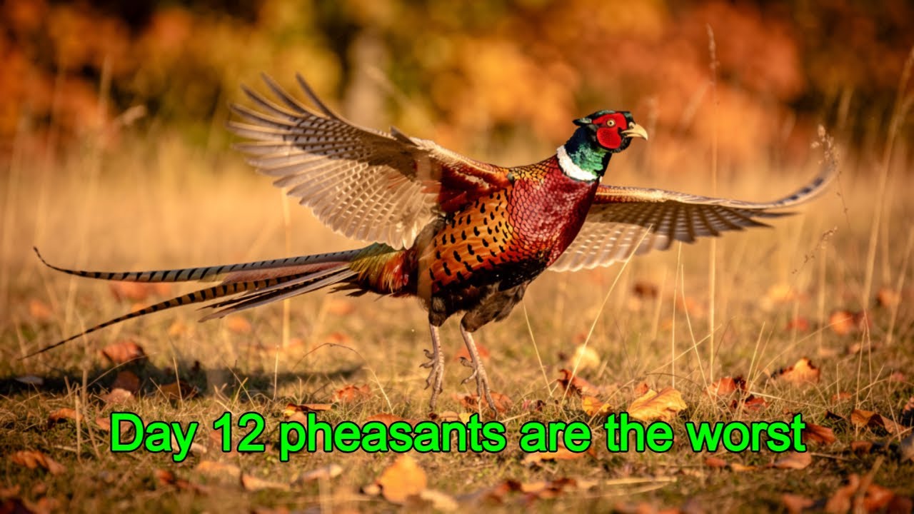 🔴Day 12 Pheasants are the worst🔴