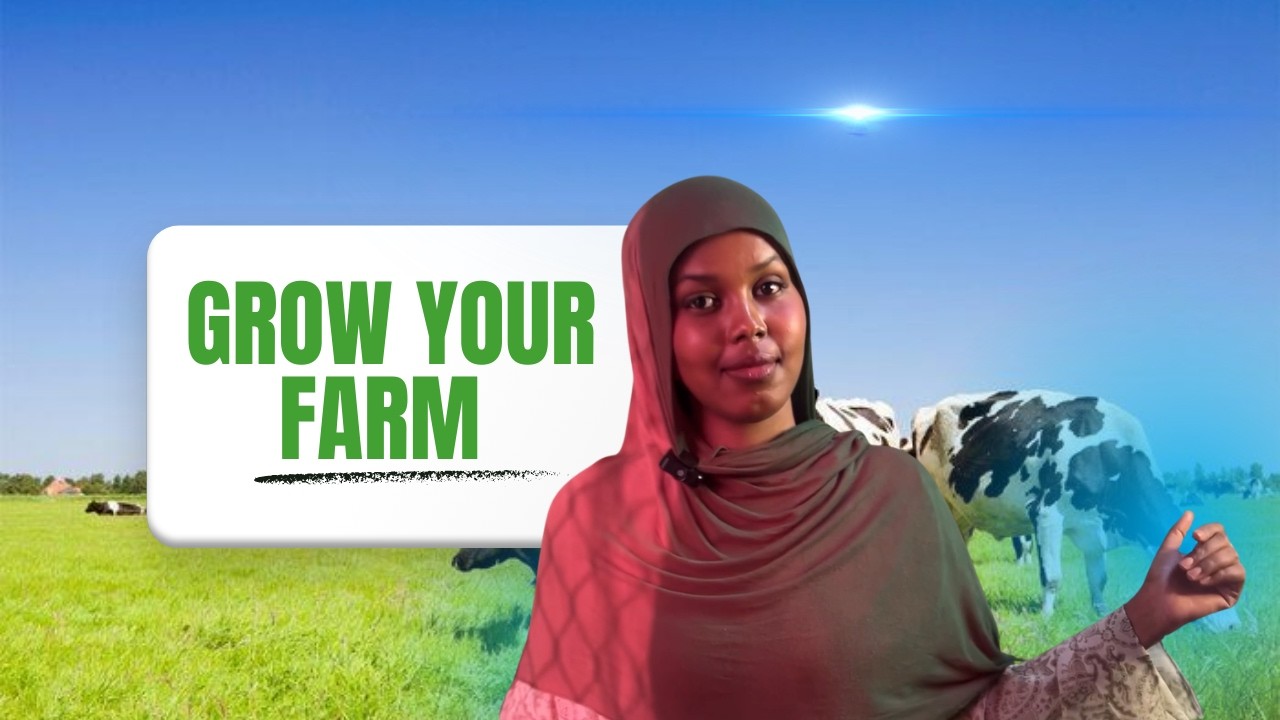Abuur Calaf xoolo | Wax-soosaarkaaga Kordhi! #somalia #recommended #agriculture #livestockfarming