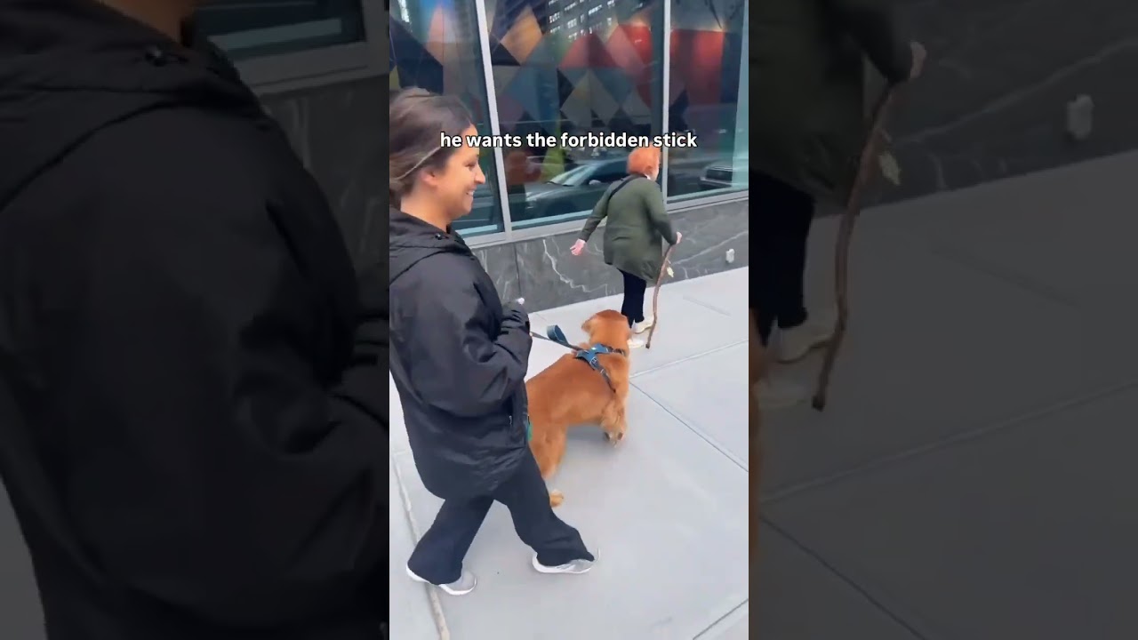 Yearly dose of animal videos 5/8