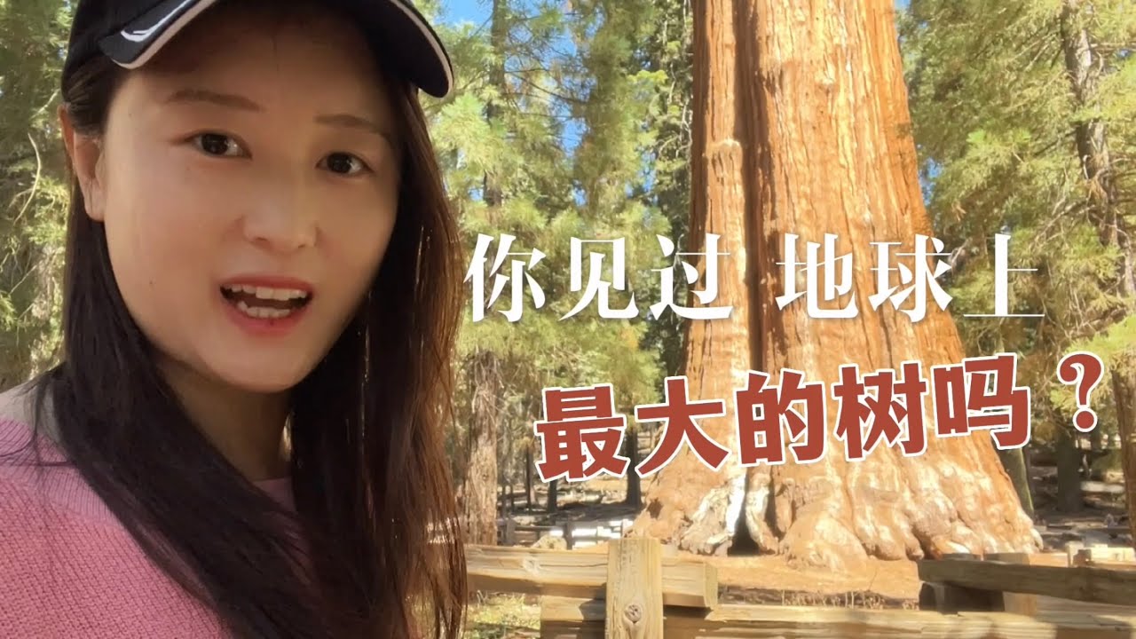地球上体积最大的树是什么样子？红杉树&国王峡谷国家公园（含旅行攻略）Sequoia & Kings Canyon National Park