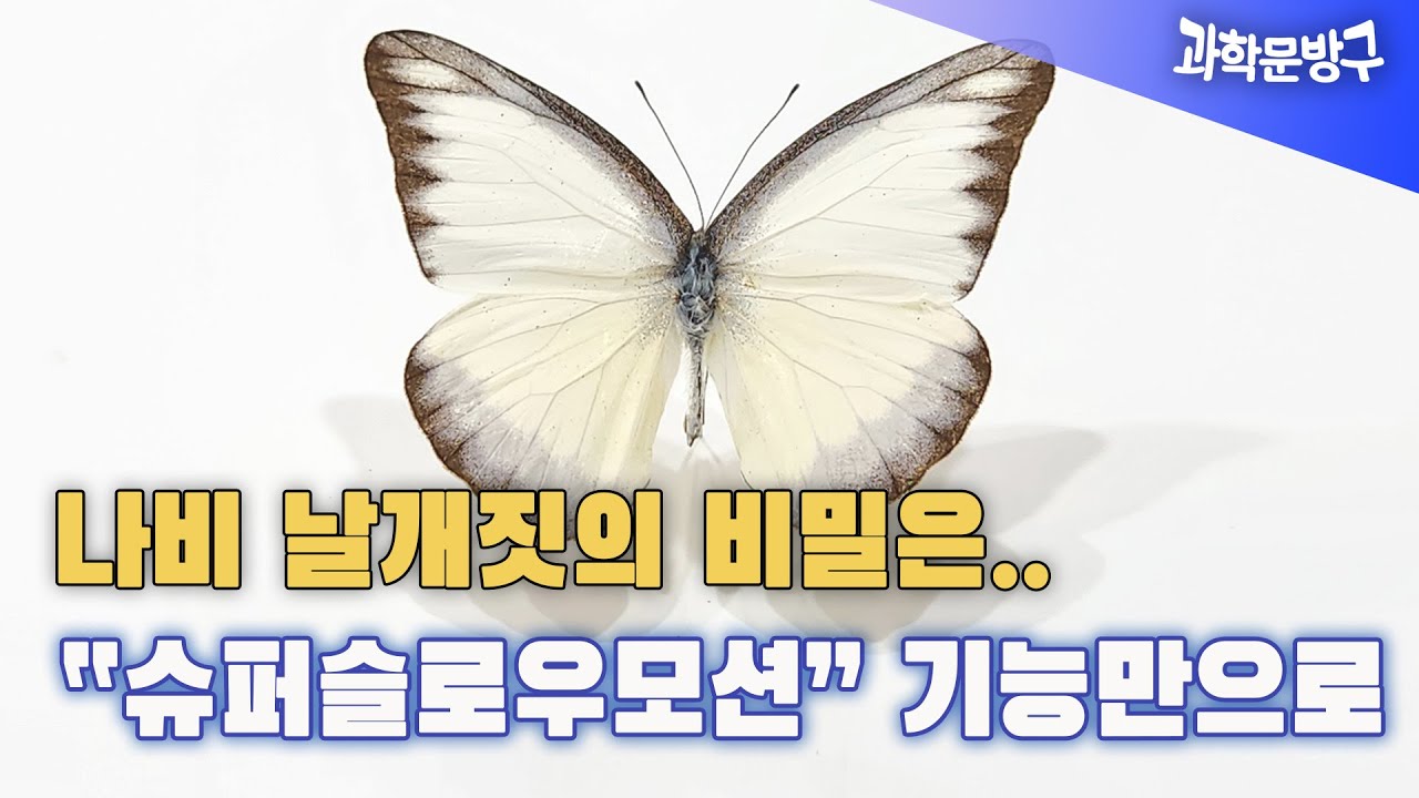 나비 날개짓의 비밀은.. 핸드폰 '슈퍼슬로우모션' 기능만으로도 알 수 있다~ #나비 #비행원리#핸드폰 기능