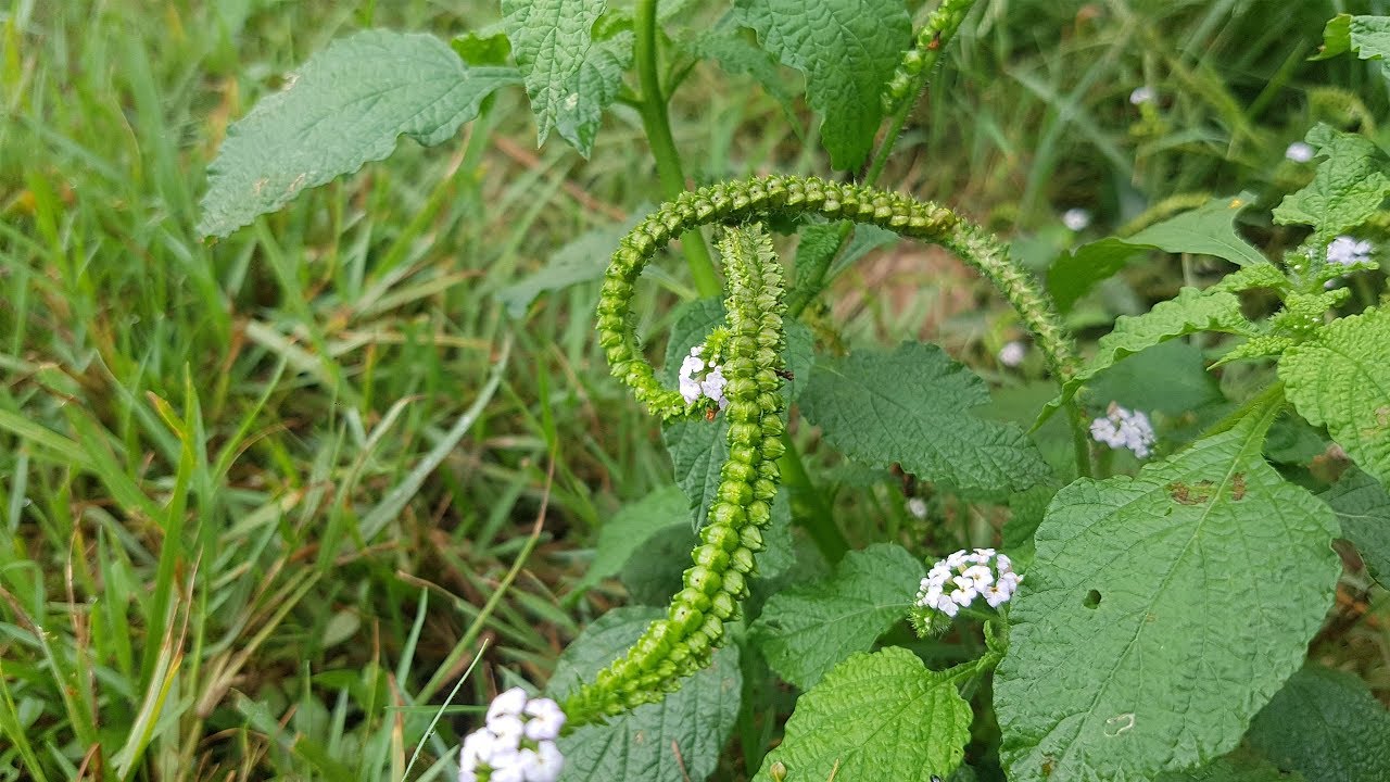 HELIOTROPIUM INDICUM (Indian Heliotrope, Indian Turnsole) / Medicinal Plants / The Rural Life